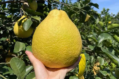 江永老树香柚（沙田柚）